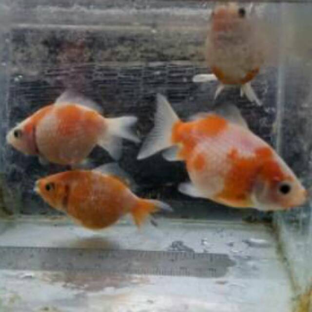 Ikan Koki Mutiara Murah (TULUNGAGUNG)