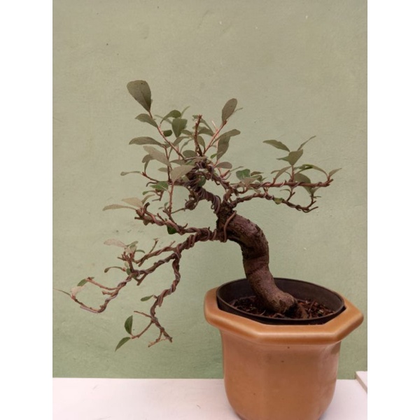 bonsai silver berry bonsai NU kiperak real pic