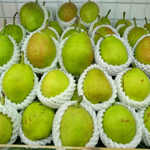 

BUAH PEAR XIANGLIE JUMBO (0,9-1 KG)