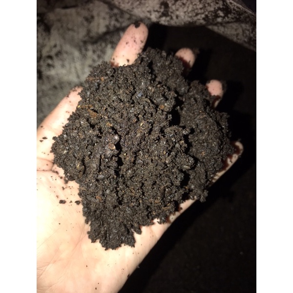 500gr BIJI KLENTENG PUPUK ORGANIK SIAP PAKAI DARI UNTUK AGLONEMA, Syngonium, Monstera, Anthurium, Si