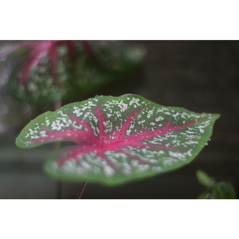 [PAKET BOKEH] CANON 1200D LENSA FIX BACKGROUND BLUR JUARA-2