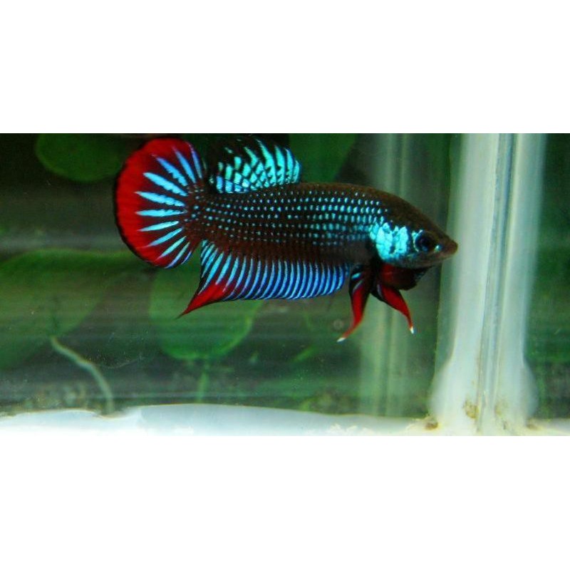 

wild betta cupang sawah