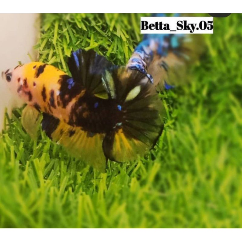 cupang yellow Galaxi,banana,base,