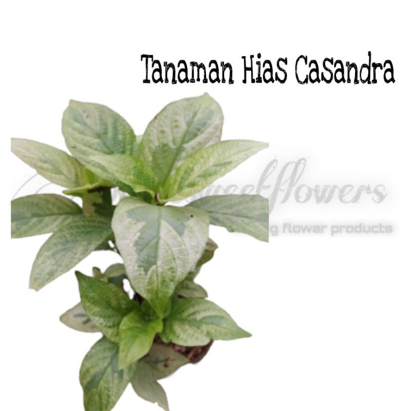 TANAMAN HIAS CASANDRA |COD| A GRADE SUPER KUALITAS, TANAMAN HIAS HIDUP ASLI.