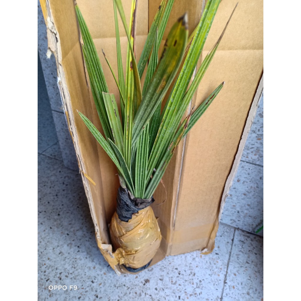 

Paket 5 Bibit Kurma KL1 ( 4 Betina + 1 Jantan ) Siap berbua