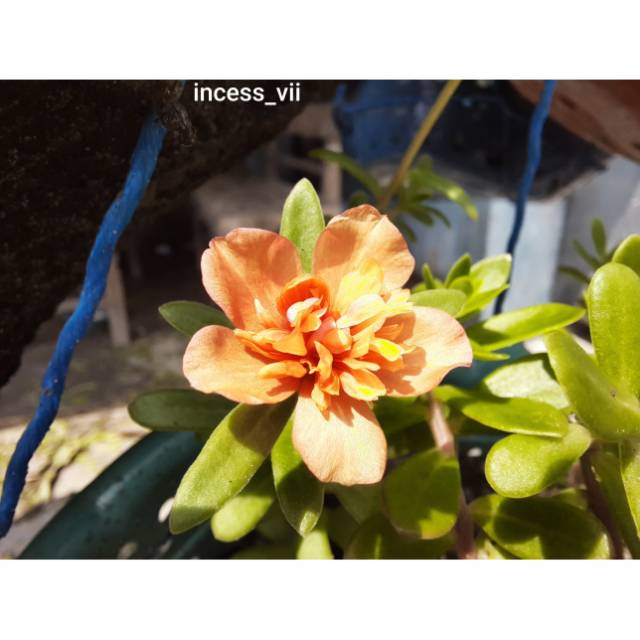 BUNGA KROKOT JAMBUL OREN (lima stek)