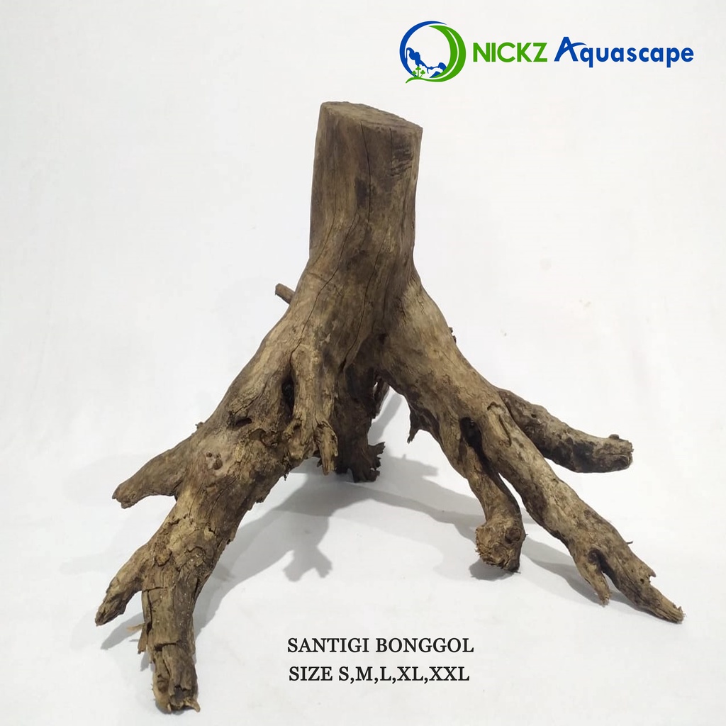 KAYU AQUASCAPE / KAYU SANTIGI XL / MOTIF BONGGOL / BERKUALITAS / TERMURAH