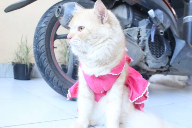 Dress layer pinky satin untuk kucing / baju kucing anjing size S M L XL