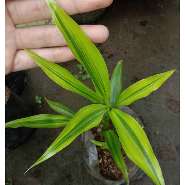 Sri rejeki batang, kuning hijau