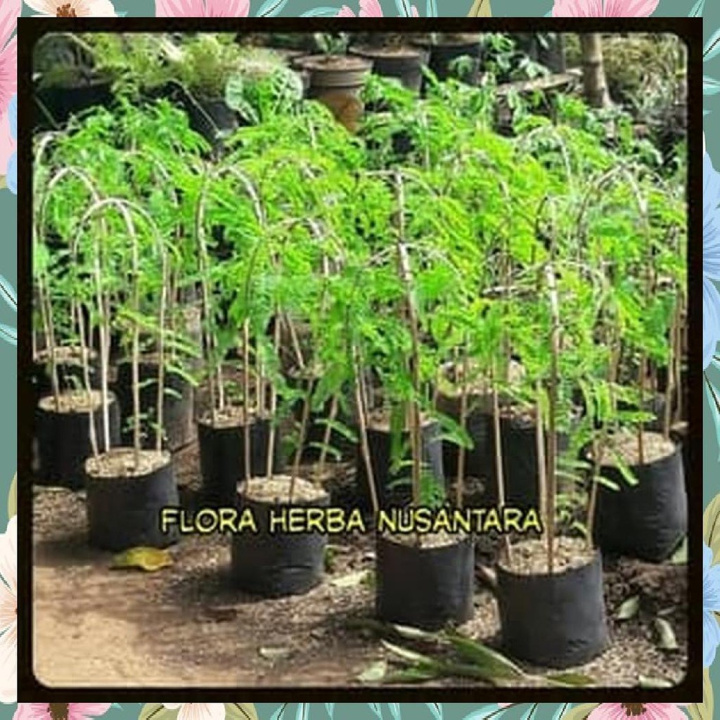 POHON SAGA BIBIT SAGA TANAMAN SAGA DAUN SAGA MANIS SAGA RAMBAT