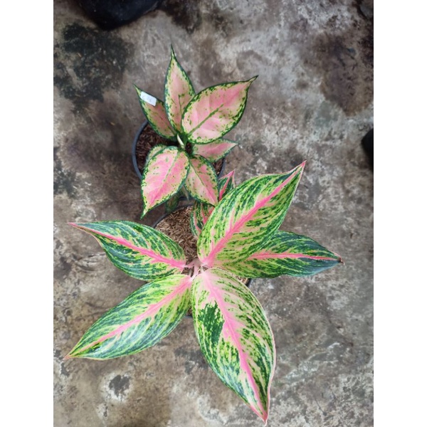 aglonema golden sweet dan dud gold