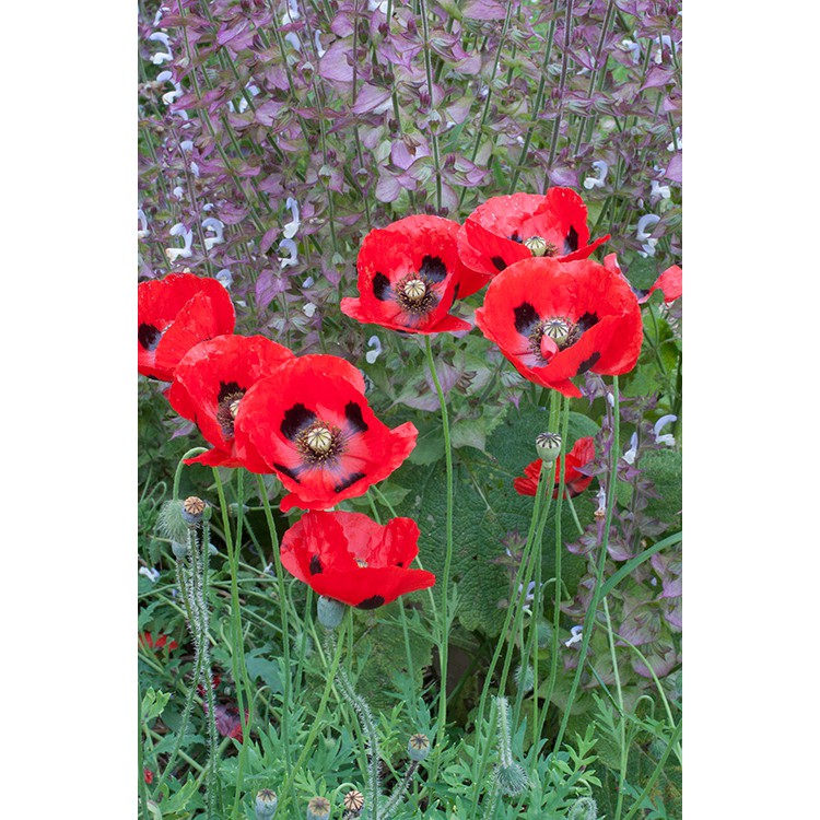 Benih Bibit Biji - Bunga Poppy Ladybird (Papaver commutatum) Flower Seeds - IMPORT