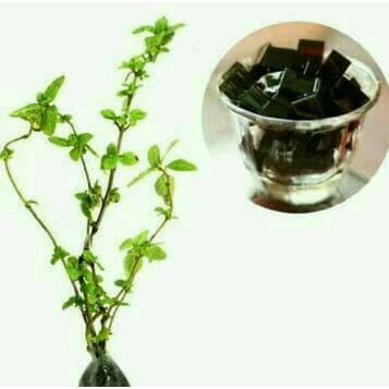 tanaman janggelan cincau hitam