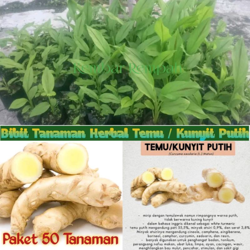 Bibit tanaman herbal kunyit putih 50 tanaman