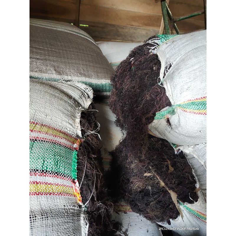 

Rumput Laut Gracilaria