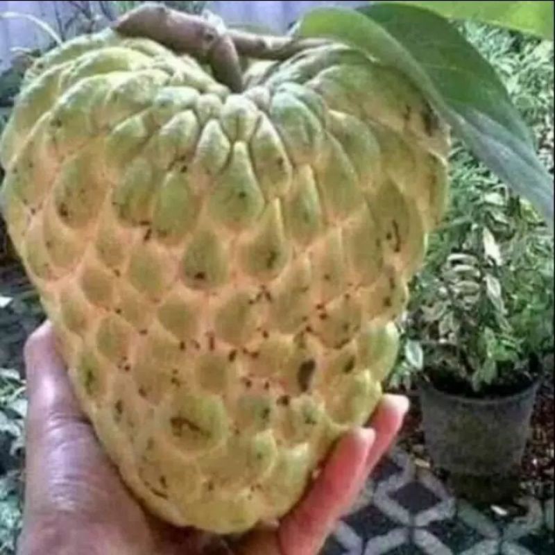 bibit buah srikaya jumbo cepat berbuah