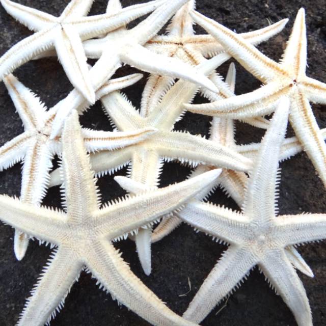 gambar bintang Gambar Bintang Laut Asli gambar bintang Gambar Bintang Laut Asli