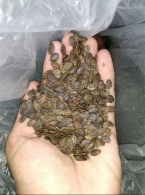 bibit biji kaliandra merah ½ kg