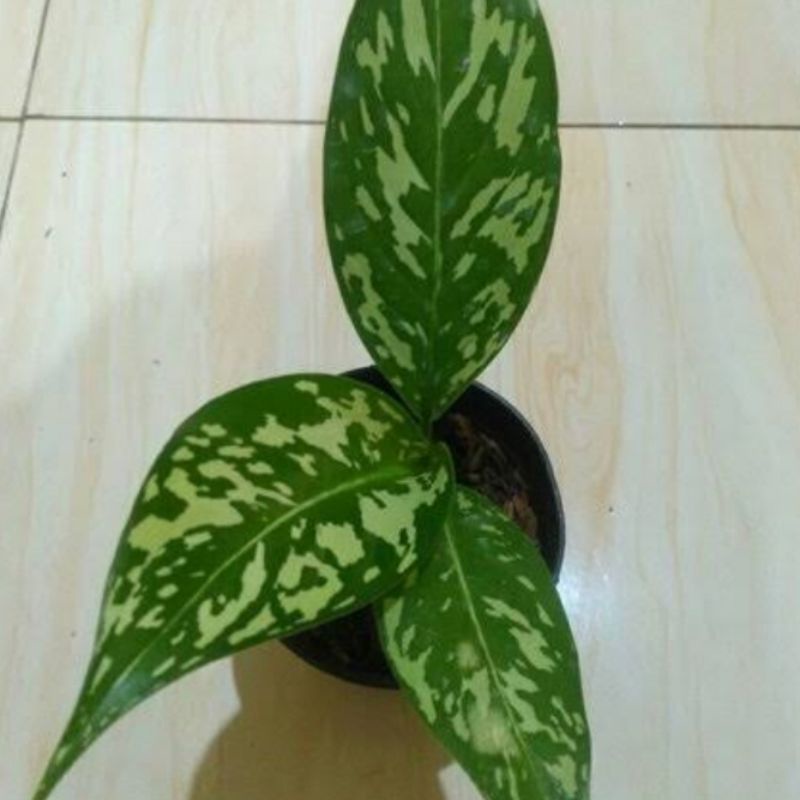 tanaman hias aglonema blanceng army/bibit tanaman blanceng army blanceng totol army