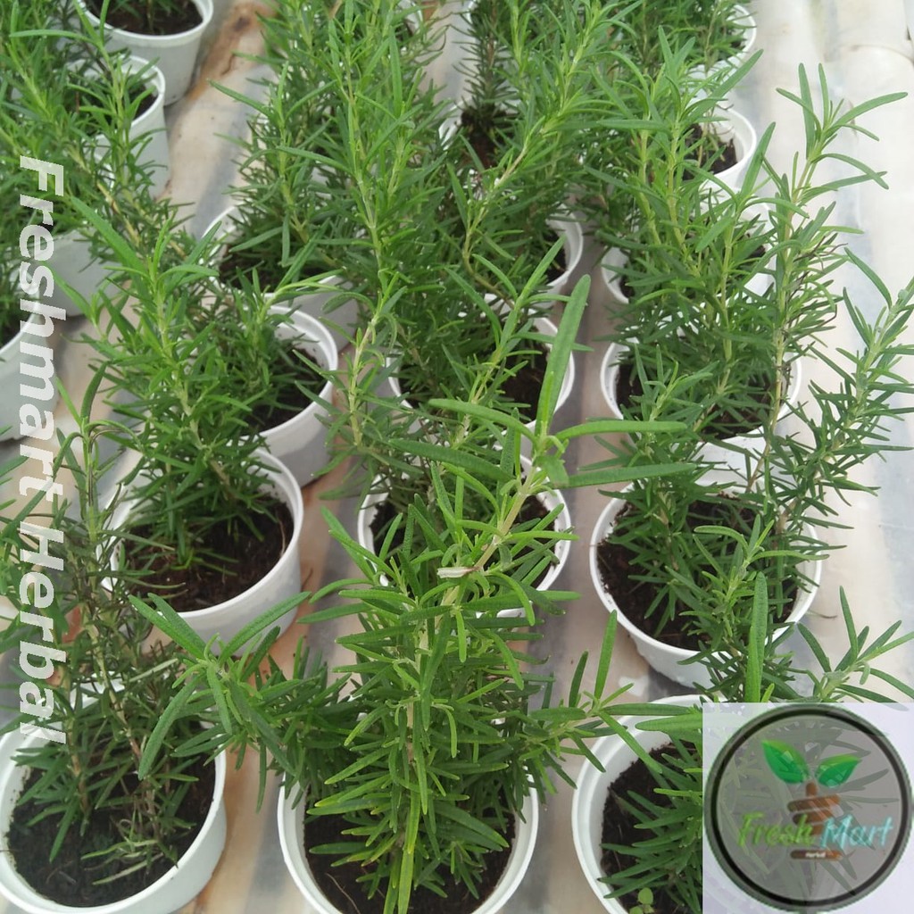 Bibit Daun Rosemary Bibit Pohon Rosemary Tanaman Rosemary