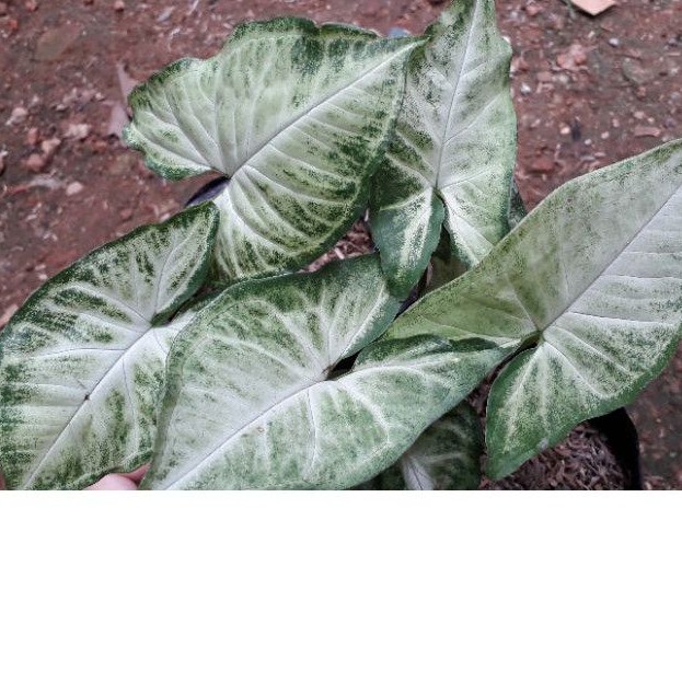 SYNGONIUM PUTIH / TANAMAN SYNGONIUM PUTIH / BUNGA SYNGONIUM PUTIH / TANAMAN HIAS SYNGONIUM PUTIH