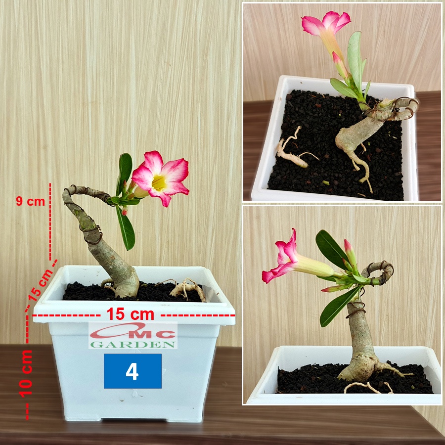 Tanaman Hias Bonsai Mame Adenium Arabicum Obesum Kamboja Jepang 005