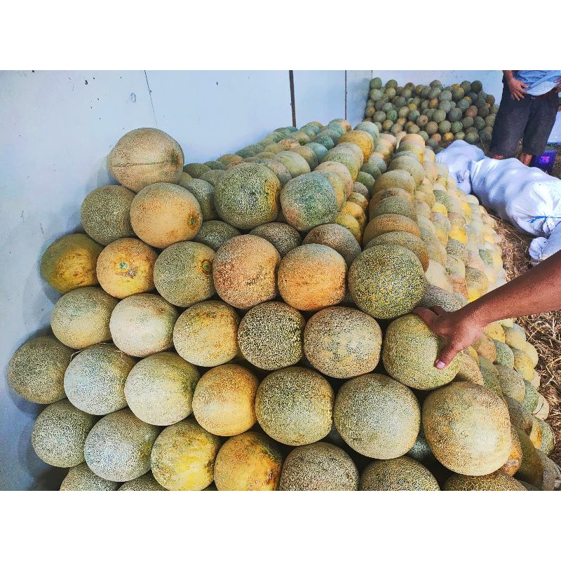 

Melon Manis Segar 2 Kg Termurah Dijamin
