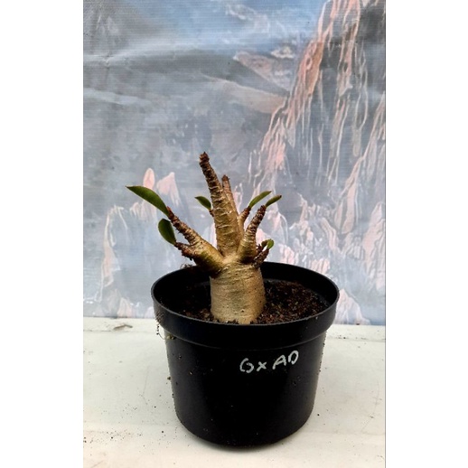 Adenium  Godji x Ara Danwean