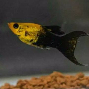 

ikan molly golden black