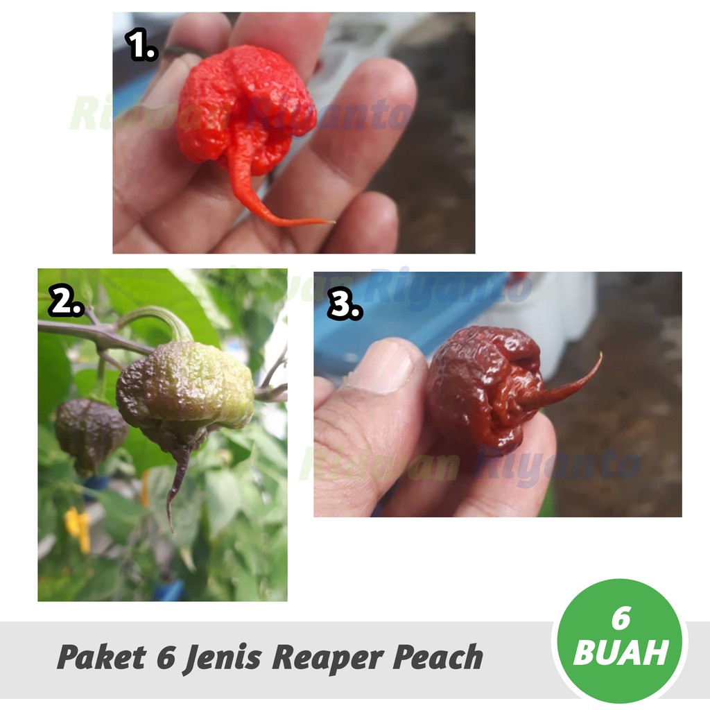 PAKET 6 Jenis BUAH Cabai CAROLINA REAPER Series Cabe Terpedas Nomor 1 di Dunia