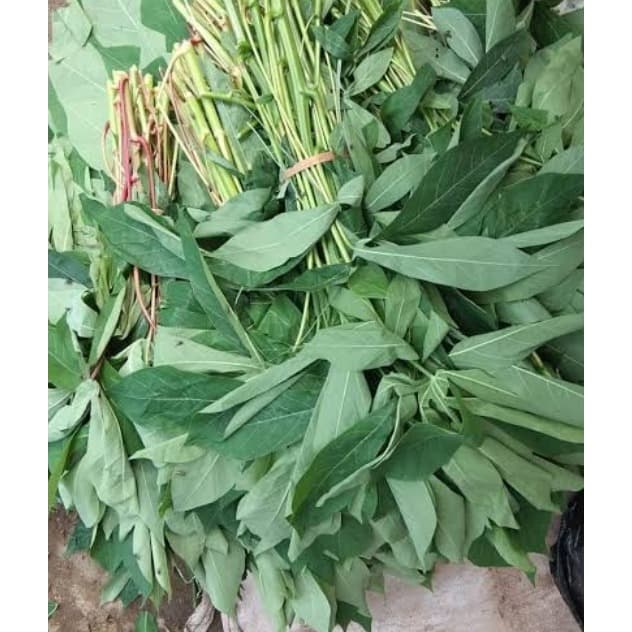 

DAUN SINGKONG MURAH DAN FRESH 1 IKAT