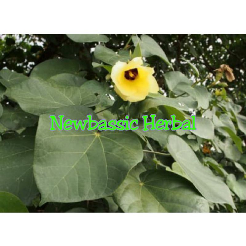 

daun waru fresh untuk herbal 1kg