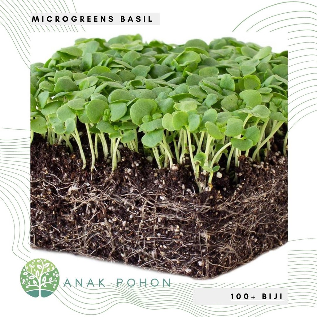 Benih Bibit Biji - Microgreens Basil (Panen dalam 16-21 hari) Sprouting Seeds - IMPORT