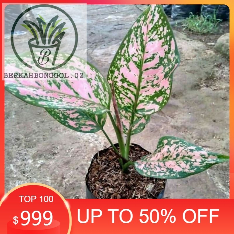 Anakan aglonema ruby pink-bibit aglonema-ruby-ruby pink