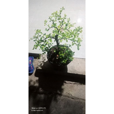 bonsai hokiantea siap pajang sudah berbuah