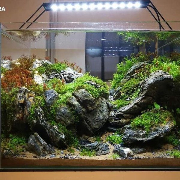 Jual Batu Turly Stone Aquascape Per Gram Shopee Indonesia