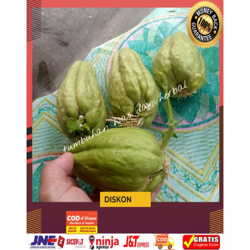 Bibit labu siam/waluh siem/waluh cina segar perbuah