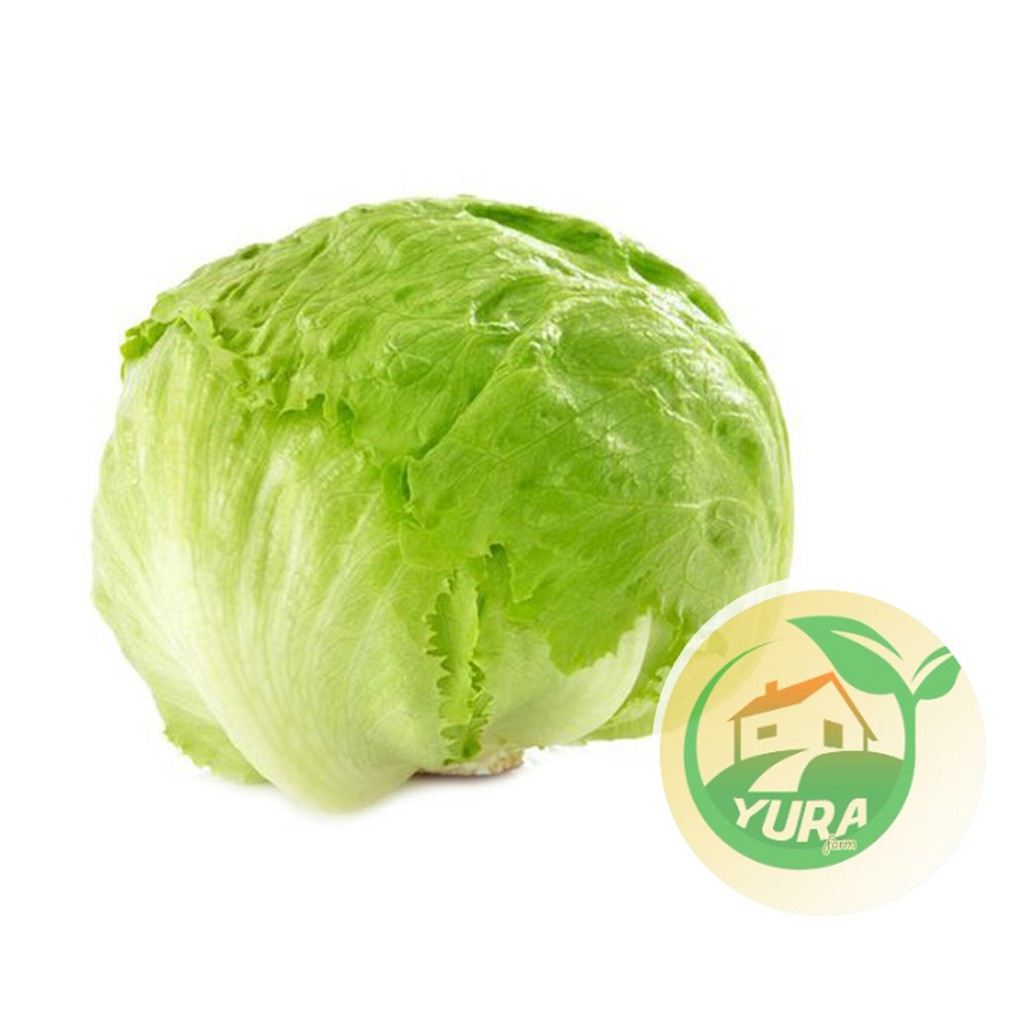 

LETTUCE ICEBERG Organik 100% Sayur Segar Organic