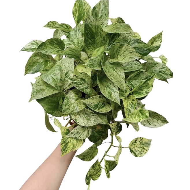 Tanaman hias gantung srigading variegata -tanaman gantung hidup-tanaman hidup-bunga hidup murah-bung