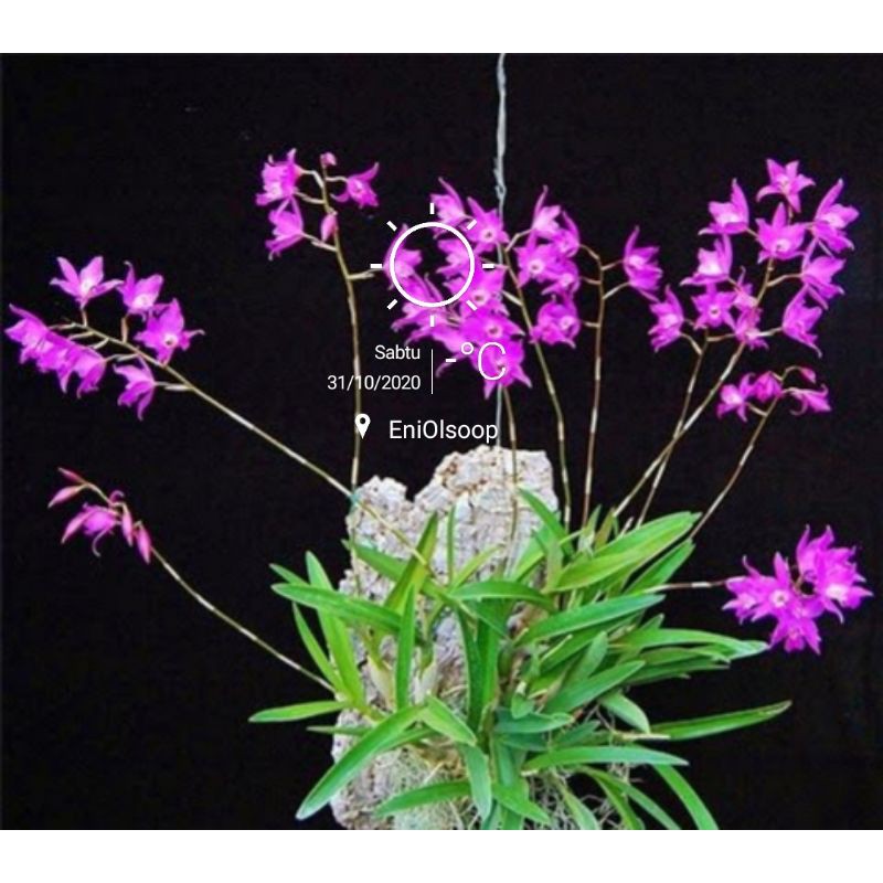 Bibit anggrek acriopsis lilifolia promo toko Gratis Cocopeat 100gram Media tanam pupuk organik