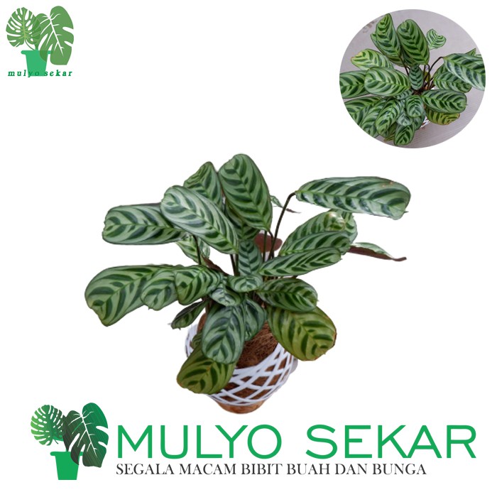 Tanaman hias Calathea Burle Marx - calatea sepat