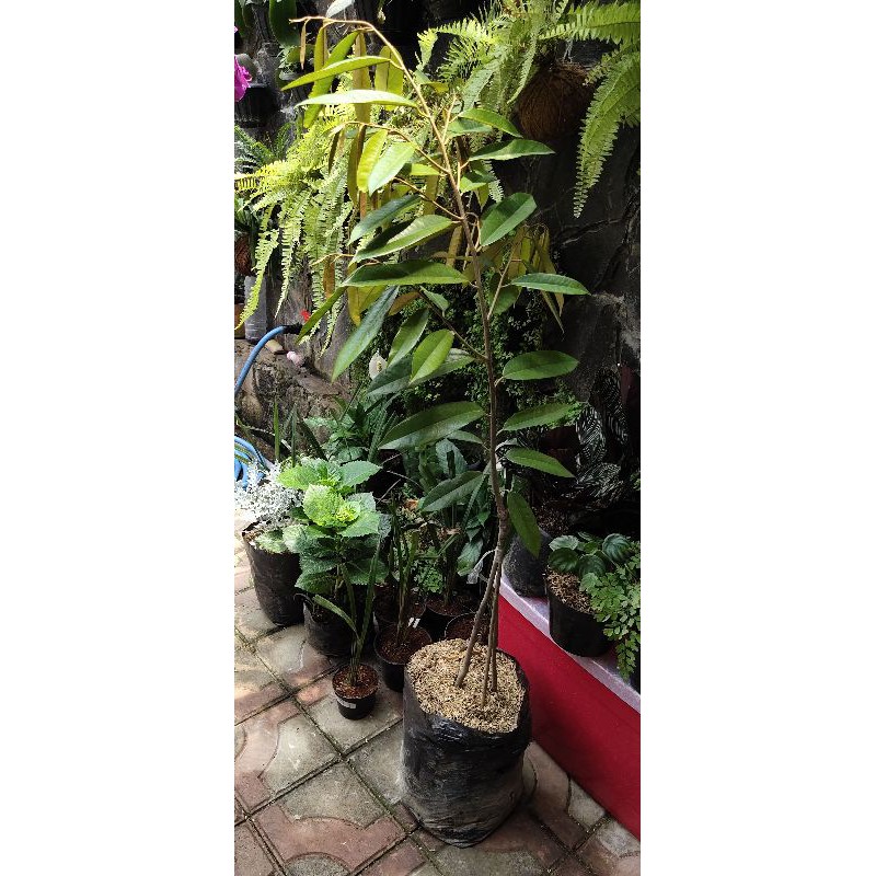 Bibit Durian Musang King 3 kaki