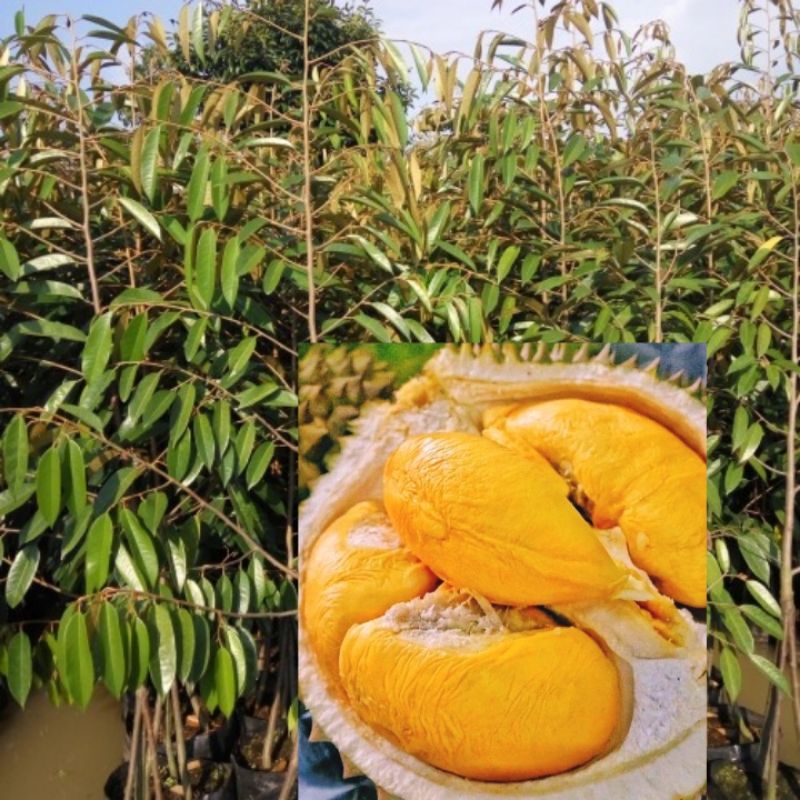 Bibit Durian Musang king kaki tiga unggul dan murah