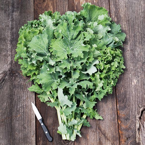 Benih Bibit Biji - Kale Borecole Siberian Dwarf Seeds - IMPORT