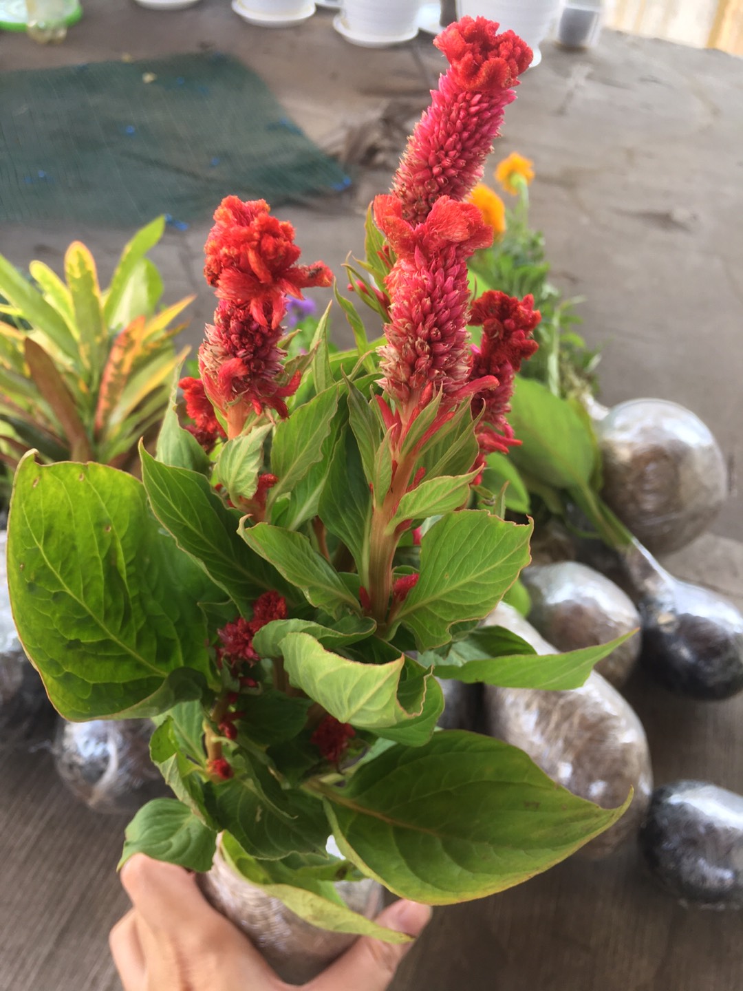 Tanaman Hias Jengger Ayam