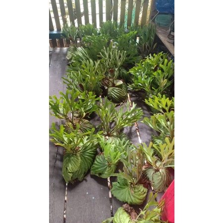 Tanduk Rusa/Ridleyi Paket Ukuran S (Isi 5 tanaman)