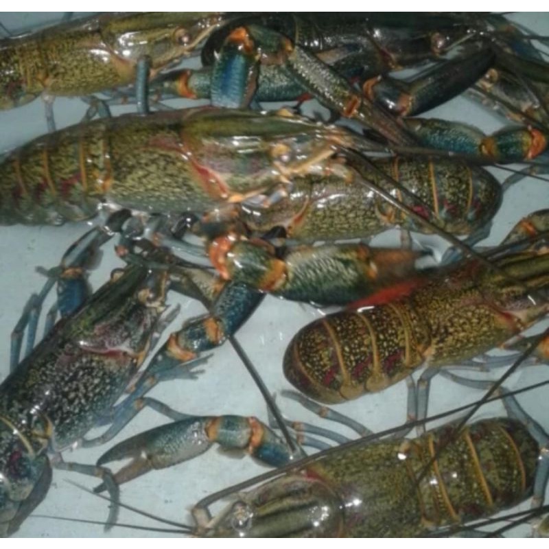 LOBSTER AIR TAWAR kiloan