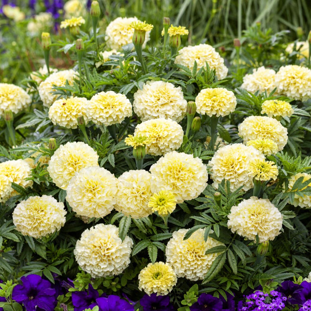 Benih Bibit Biji - Bunga African Marigold Kilimanjaro Flower Seeds - IMPORT