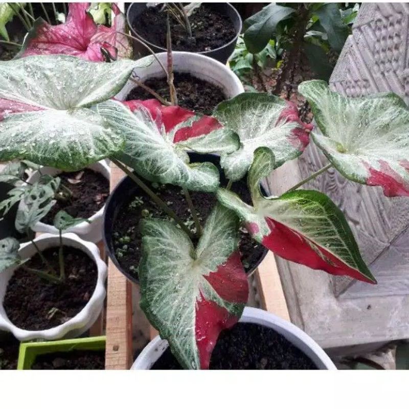 Promo BONGGOL/caladium tumpah cat / keladi tumpah cat / caladium shy cool