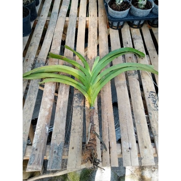 vanda tricolor kondisi dewasa siap bunga
